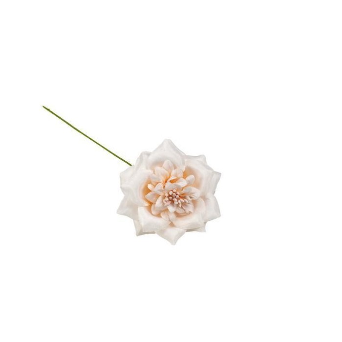 FIORE STELLA 6CM CIPRIA